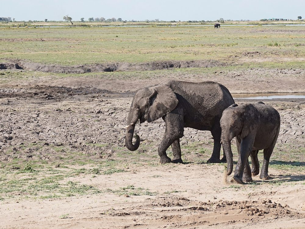 Elephants in Chobe National Park. Photo: Bernard Gagnon, CC BY-SA 4.0.