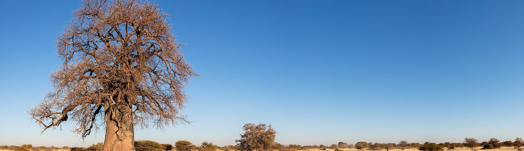Baobabs on the Makgadikgadi Pans. Photo: Diego Delso, CC BY-SA 4.0.